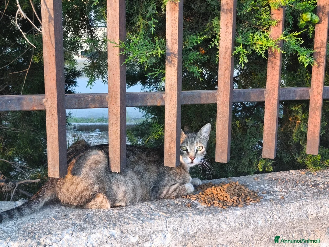 Meticcio gatti in regalo: Tagadà  - Annuncio 2