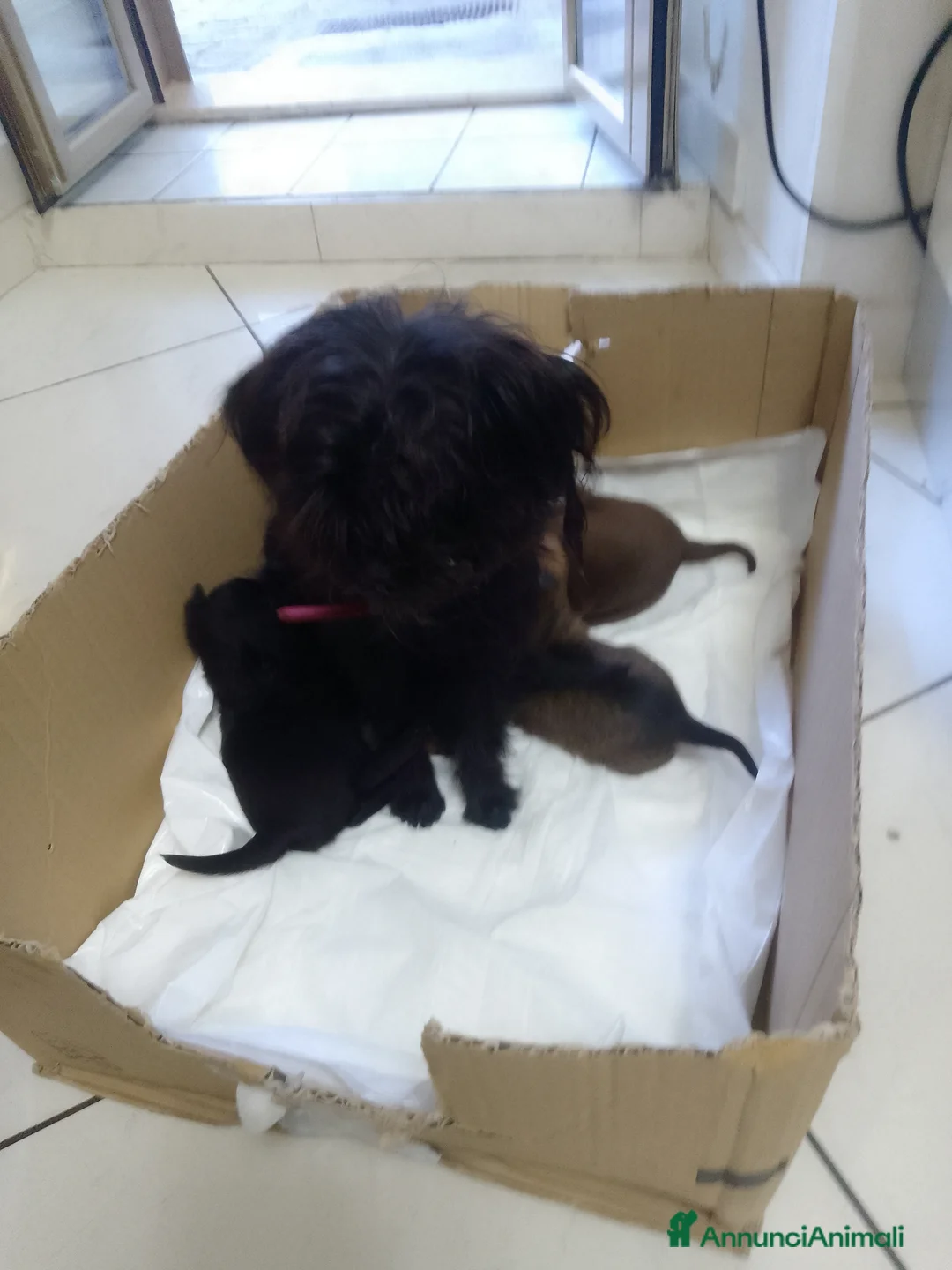 Meticcio cani in vendita: Cuccioli meticci taglia piccola  - Annuncio 2