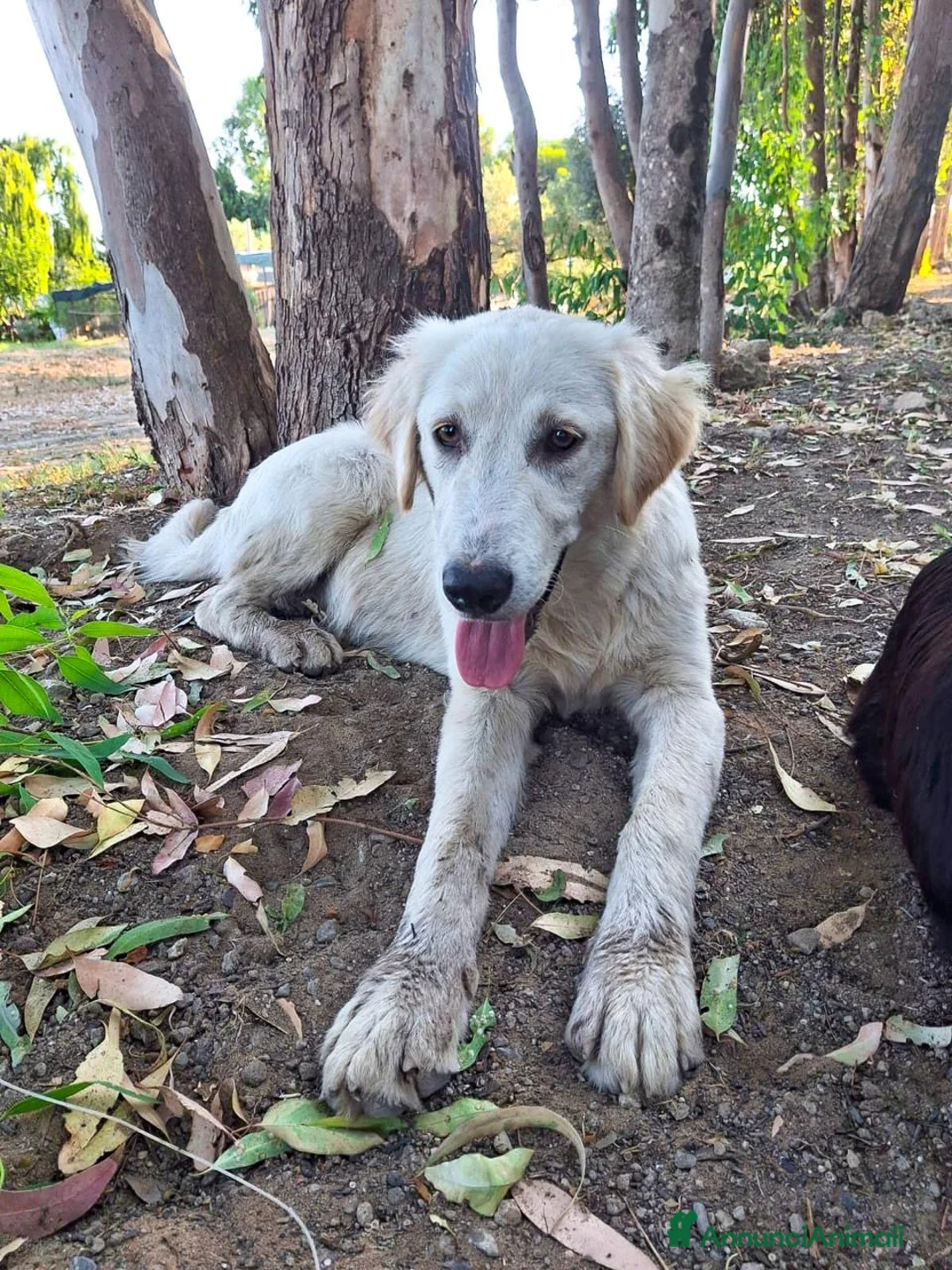 Meticcio cani in regalo: FESA 🩷 un cuore che aspetta una casa! a Provincia di Brescia - Annuncio 1