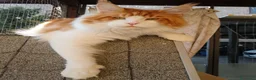 Maine Coon gatti per accoppiamento: Maine coon maschio per monta - Annuncio 1