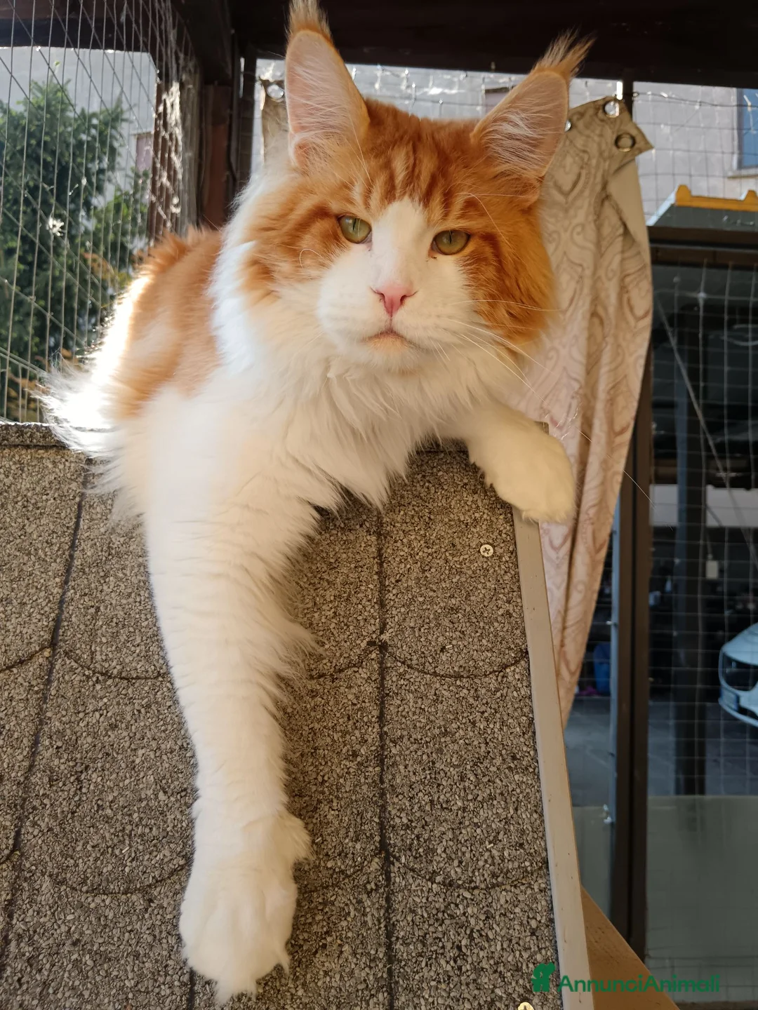 Maine Coon gatti per accoppiamento: Maine coon maschio per monta - Annuncio 1