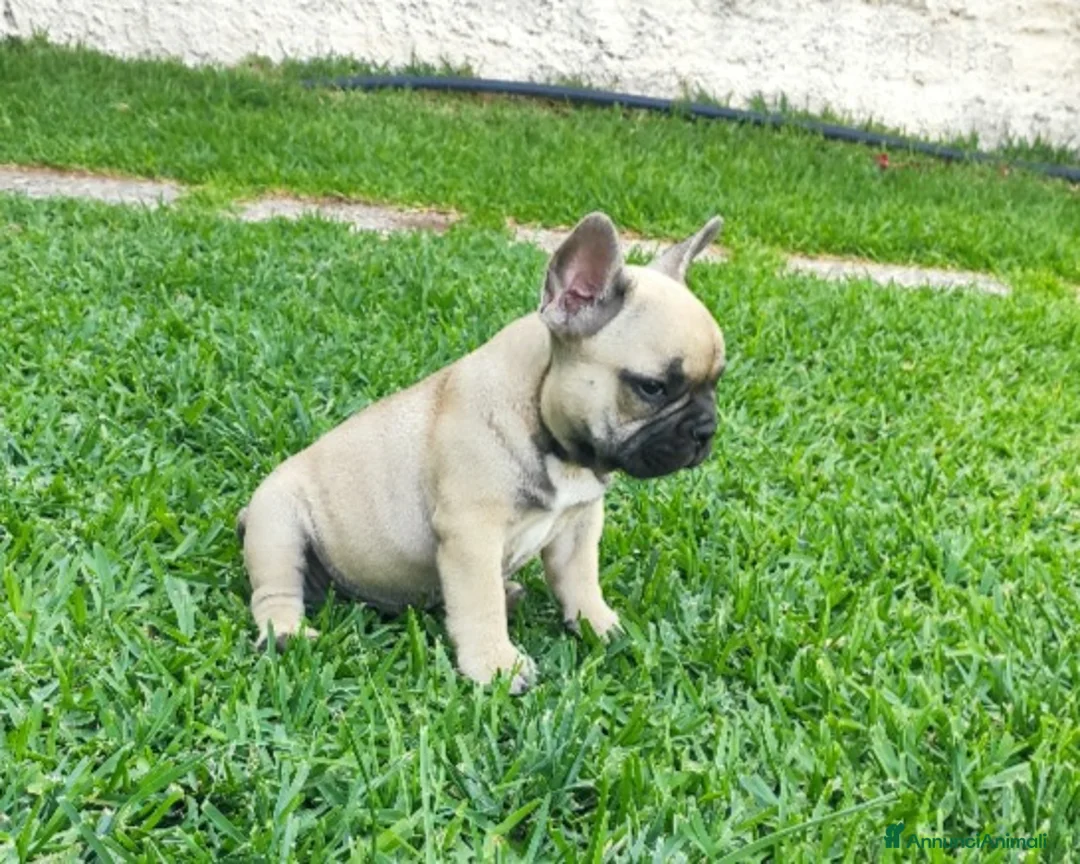 Bulldog Francese cani in vendita: Cucciolo bulldog francese maschio a Siracusa - Annuncio 3