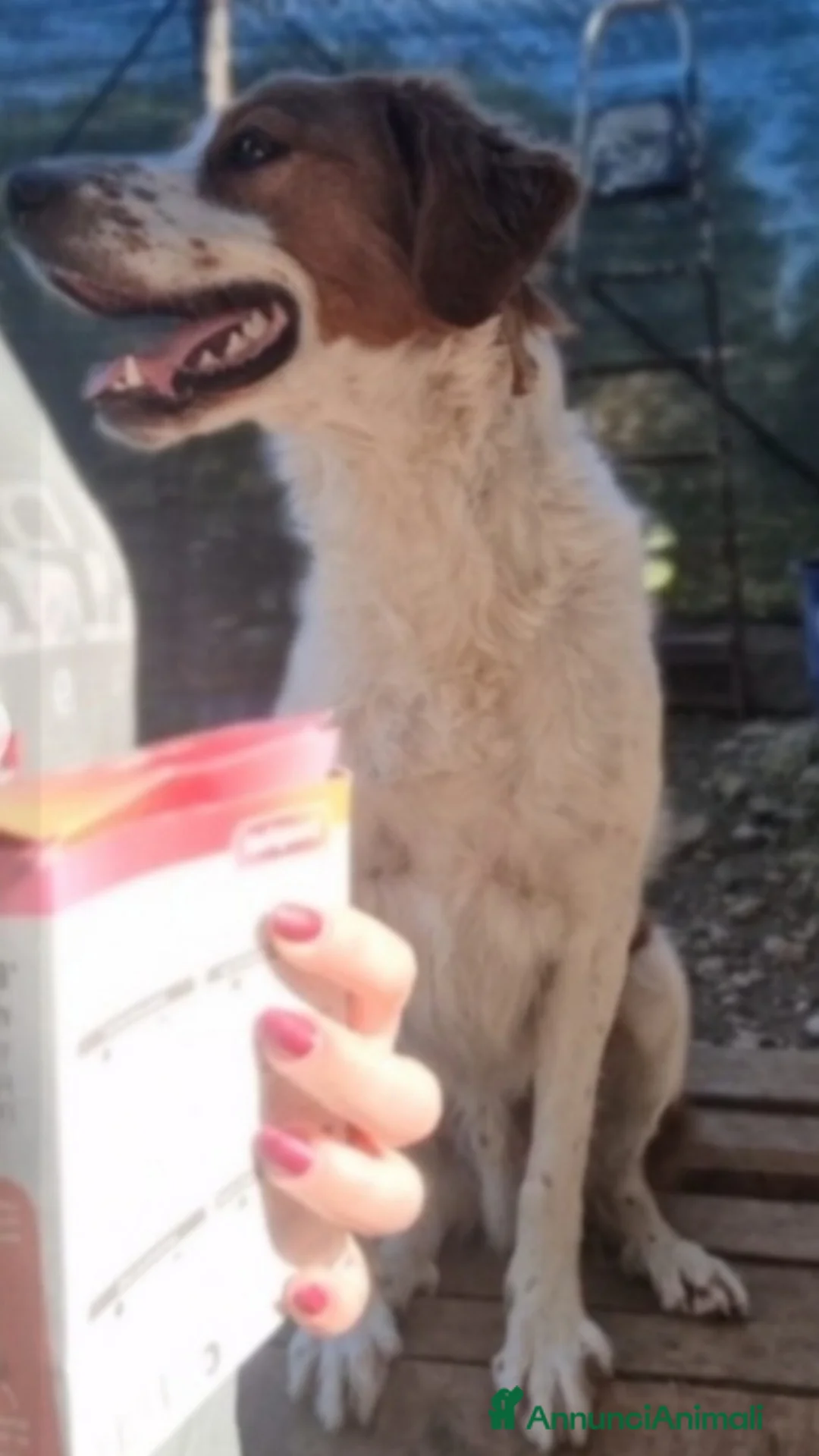 Meticcio cani in regalo: Mix Breton 3anni da randagio al canile.SOS FOGGIA a Città metropolitana di Milano - Annuncio 2