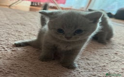 Scottish gatti in vendita: Scottish blu pointer straight  a Provincia di Gorizia - Immagine 10