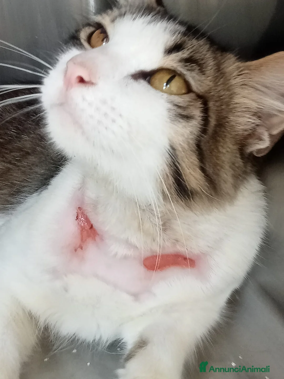 Europeo gatti in regalo: HOUDINI,un delizioso gattino - Annuncio 4