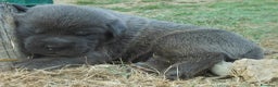 Cane Corso cani in vendita: spettacolari cuccioli di cane Corso  - Annuncio 4