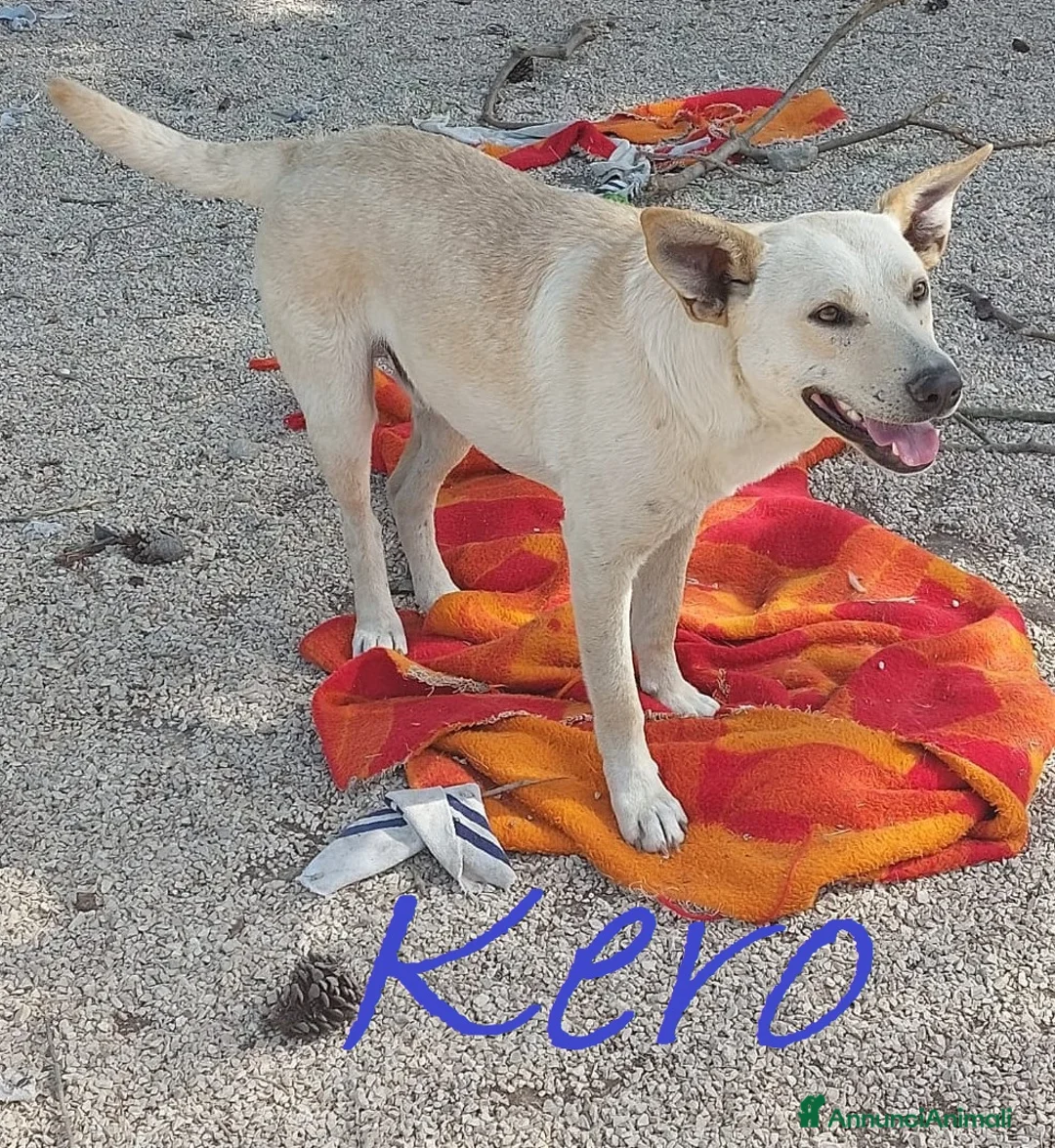 Meticcio cani in regalo: KERO giovanotto (settembre '23) - Annuncio 3