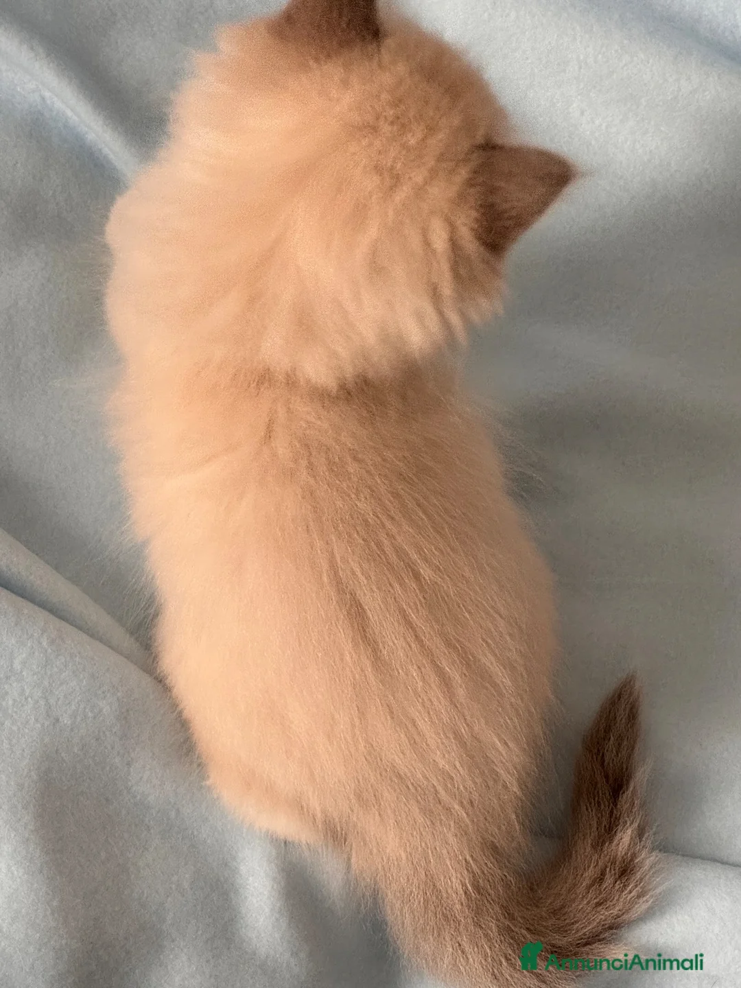 Ragdoll gatti in vendita: Ragdoll - Annuncio 8