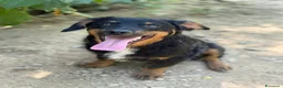 Meticcio cani in regalo: ZAYN, il cucciolo più affettuoso della terra! - Annuncio 5