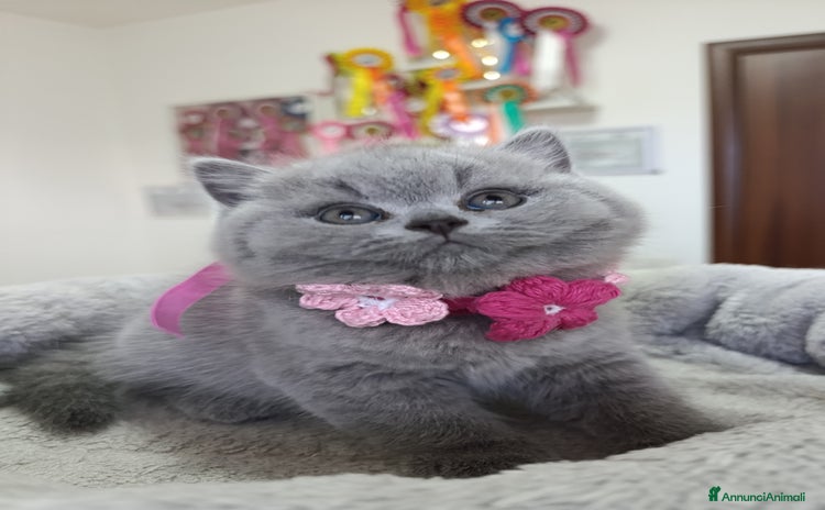 British gatti Cucciola blu orsetta - Annuncio 12