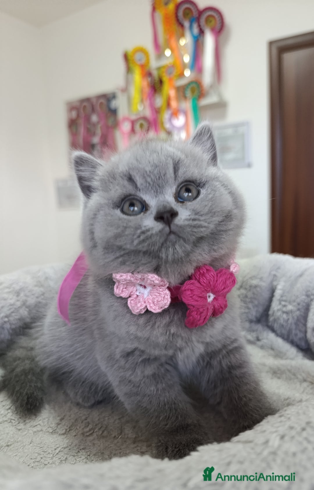 British gatti in vendita: Cucciola blu orsetta - Annuncio 1