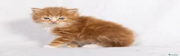 Siberiano gatti in vendita: Cuccioli gatto siberiano disponibili - Annuncio 12