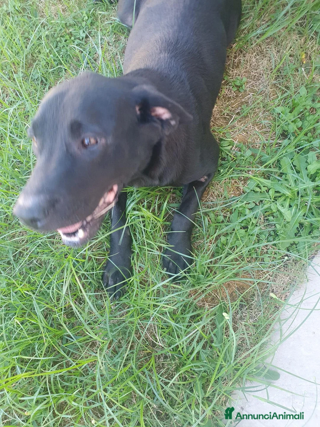 Meticcio cani in regalo: Margot dolce cagnolina 5 anni cerca casa  - Annuncio 4