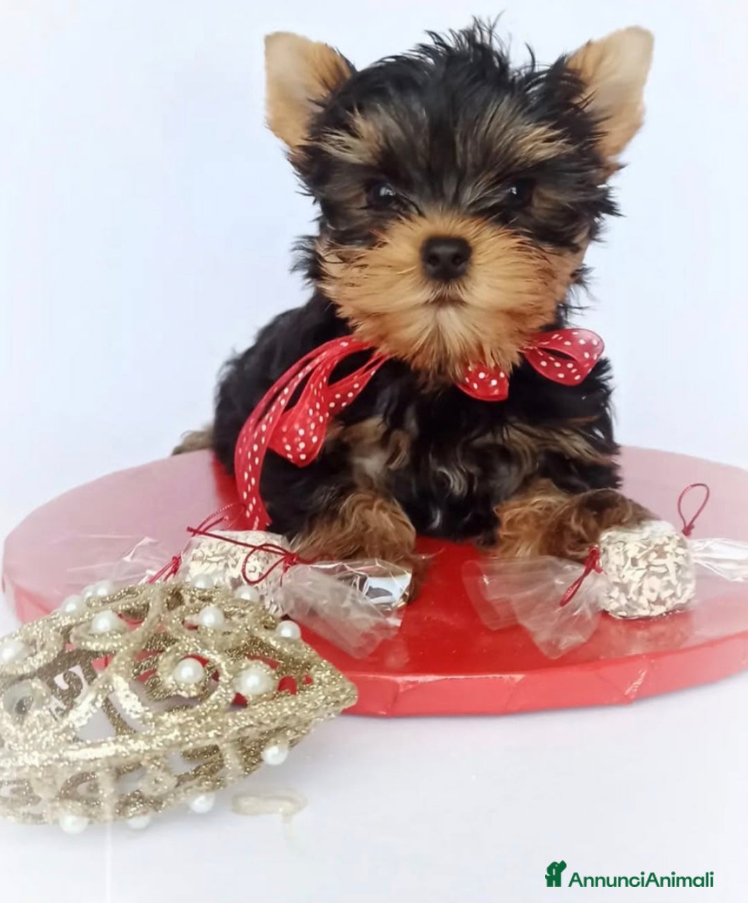 Yorkshire cani in vendita: Yorkshire terrier  - Annuncio 5