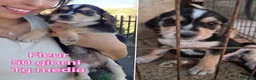 Meticcio cani in regalo: CUCCIOLI SOLI ED ESCLUSI  a Città Metropolitana di Genova - Annuncio 3