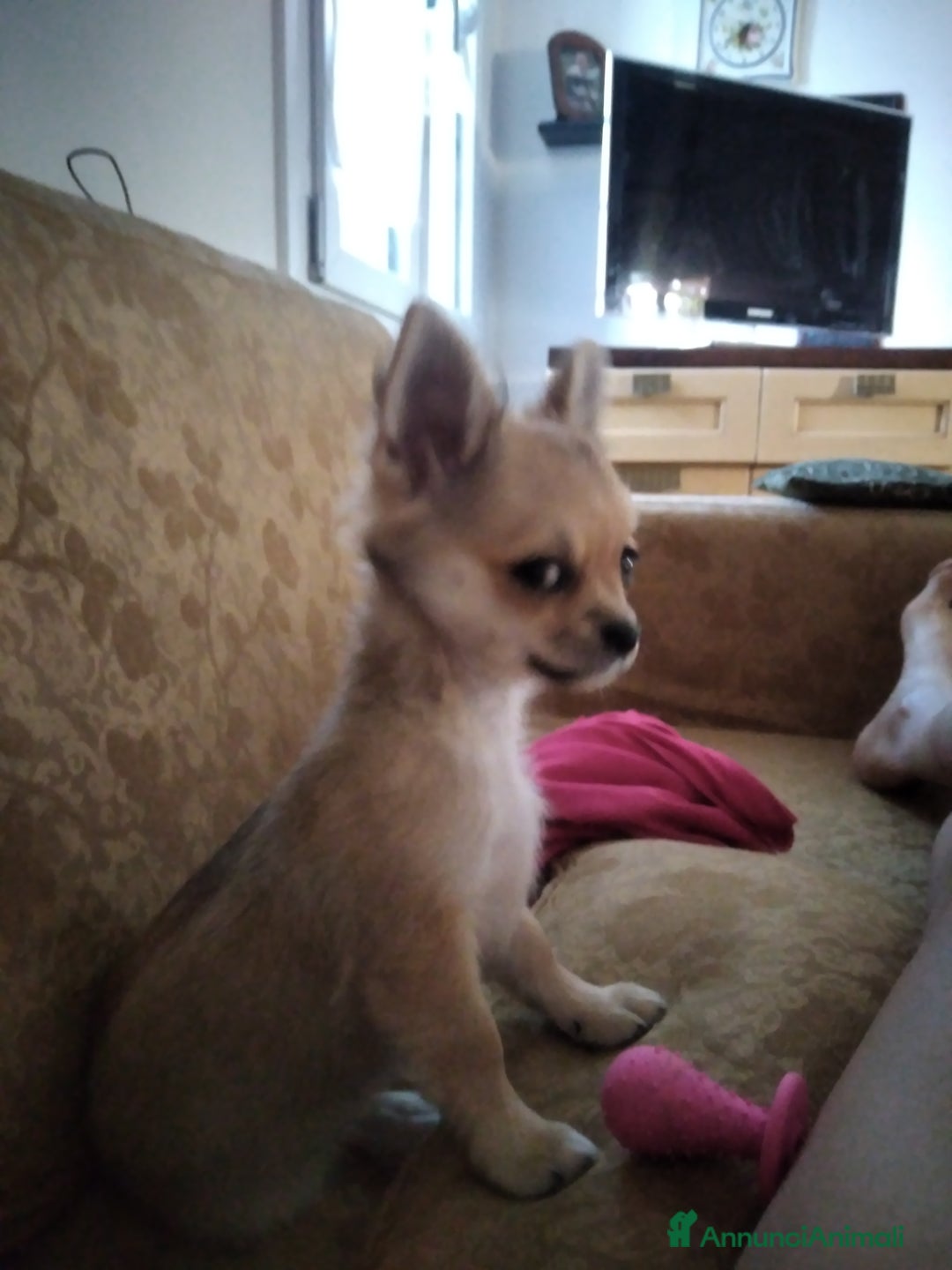 Chihuahua cani in vendita: Chihuahua Femmina a pelo lungo con Pedegree Enci  - Annuncio 17