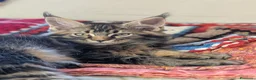 Maine Coon gatti in vendita: Cucciole di Maine Coon  - Annuncio 5
