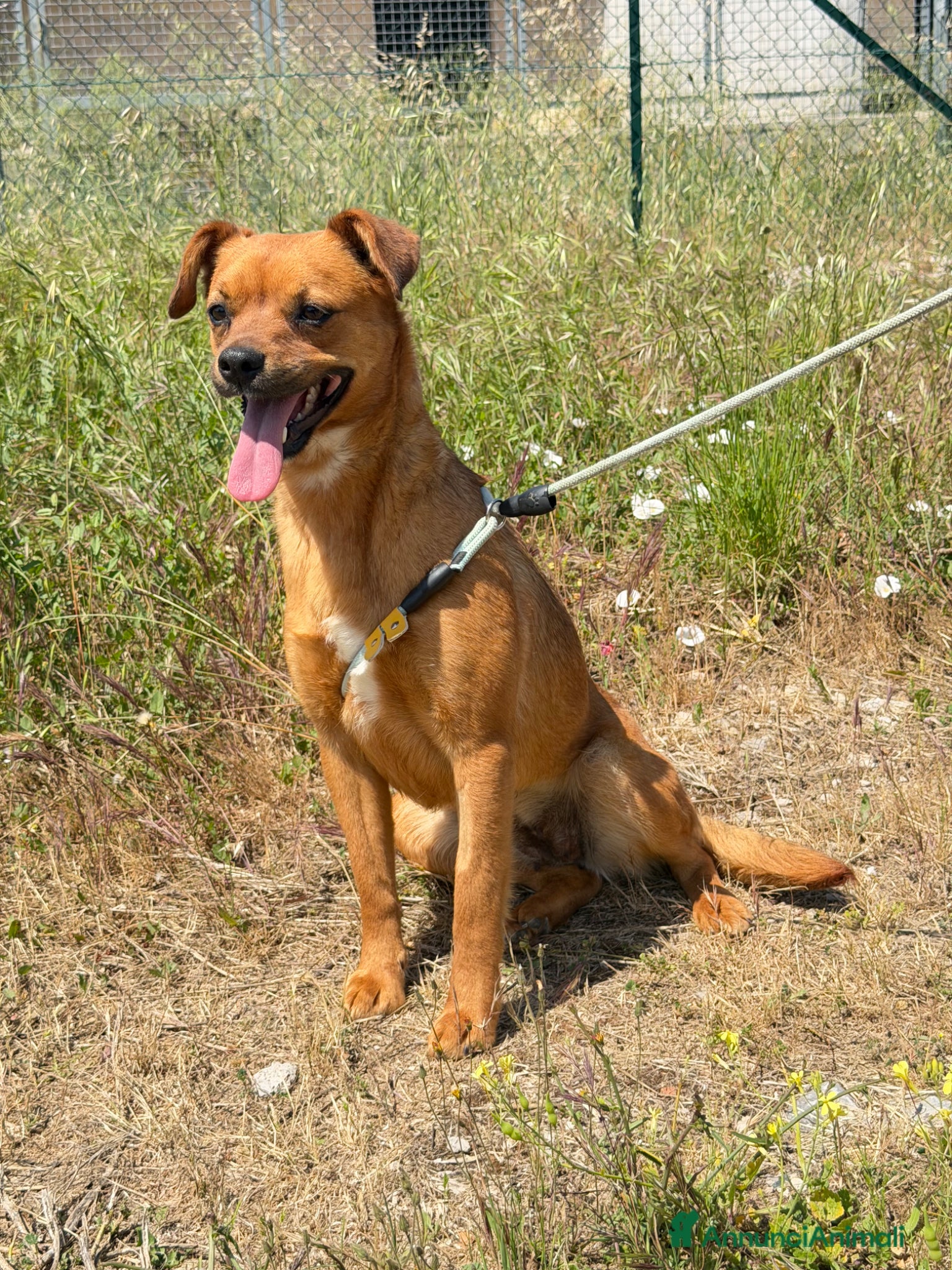 Meticcio cani Maya  - Annuncio 3