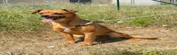 Meticcio cani in regalo: Maya  a Provincia di Verona - Annuncio 1