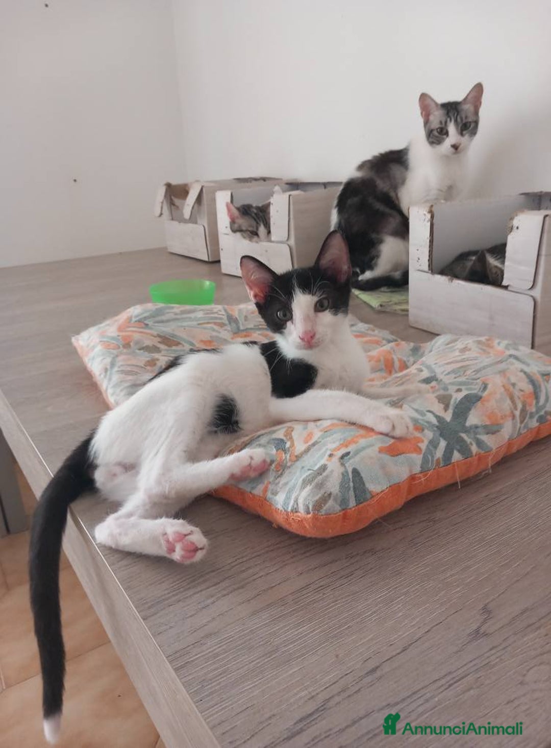 Europeo gatti in regalo: Dolce micino da adottare, LUPIN! - Annuncio 2