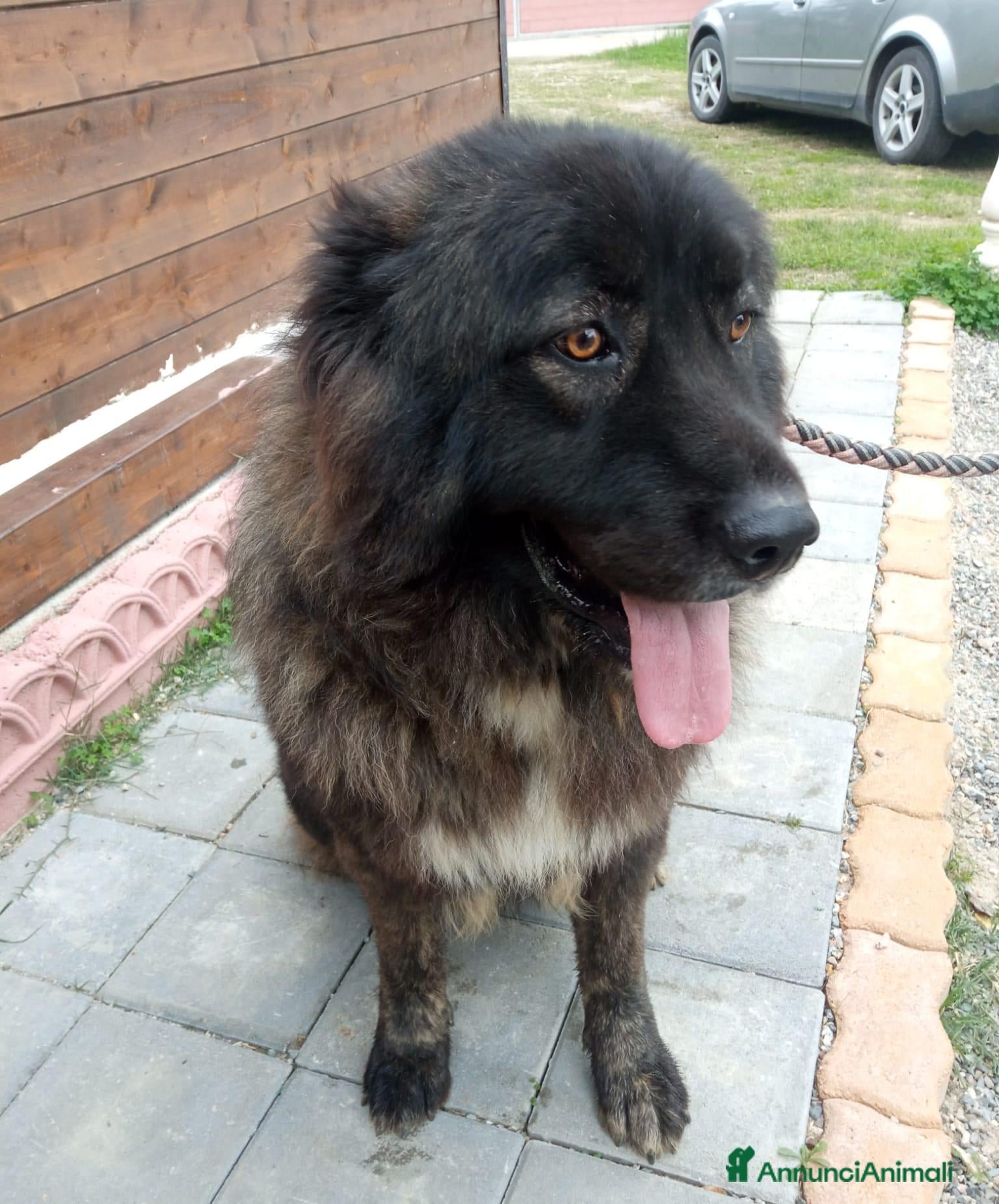 Pastore del Caucaso cani Cuccioli pastore del Caucaso  - Annuncio 1