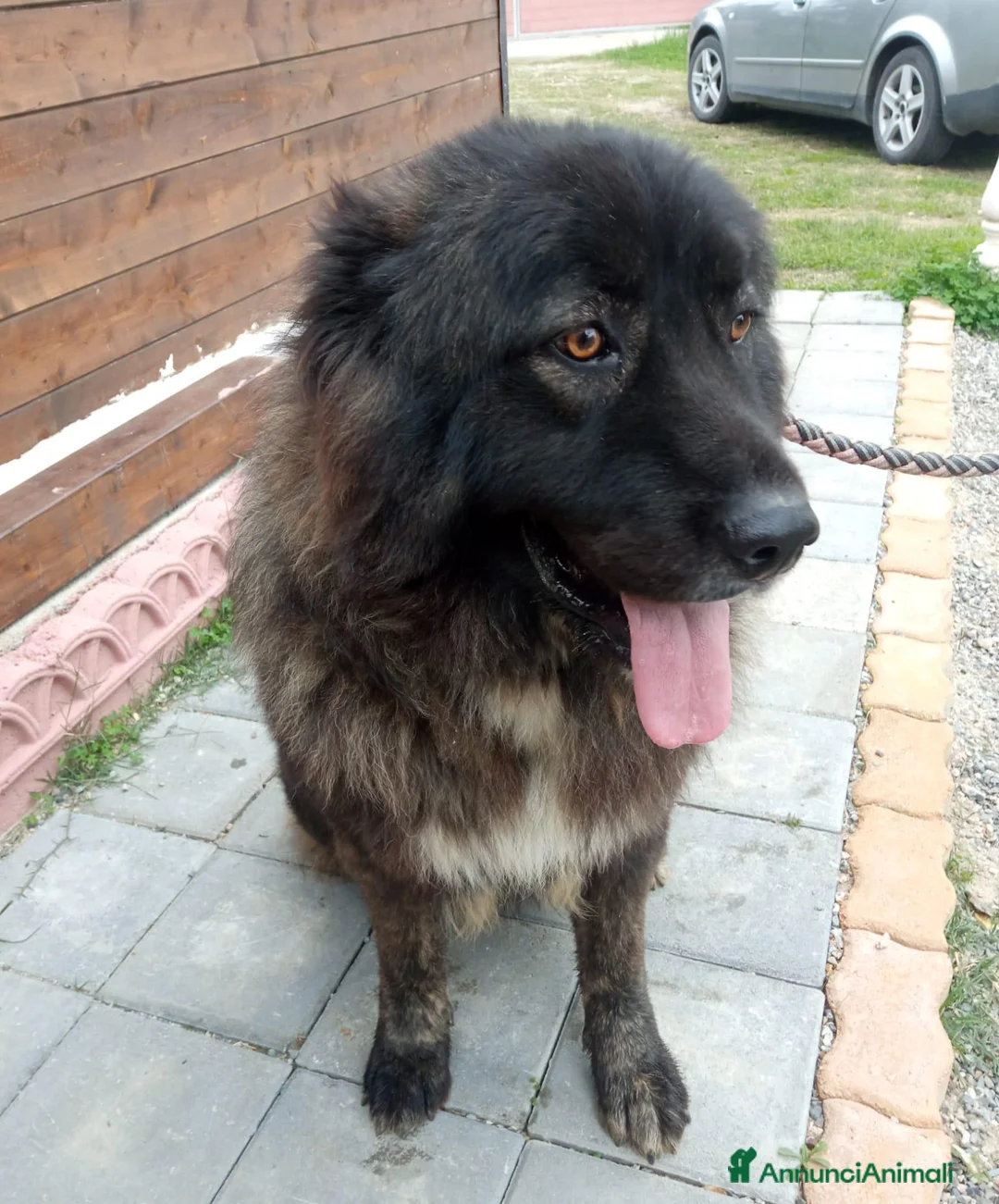 Pastore del Caucaso cani in vendita: Cuccioli pastore del Caucaso  - Annuncio 1