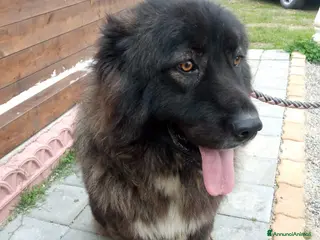 Pastore del Caucaso cani Cuccioli pastore del Caucaso - Annuncio 1