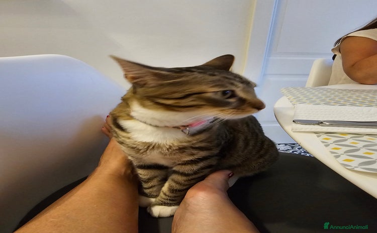 Europeo gatti a Città Metropolitana di Bologna - Annuncio 15