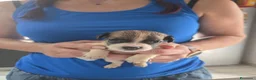 Jack Russell cani in vendita: Cuccioli jack russel terrier - Annuncio 5