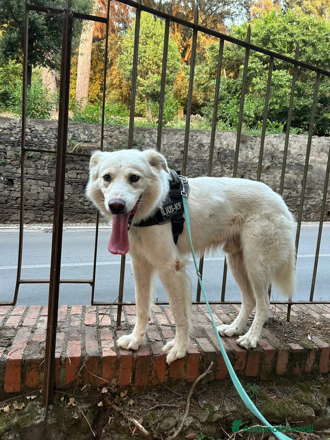 Altre razze cani in regalo: Adriano, il nostro imperatore cerca casa  a Città metropolitana di Roma Capitale - Annuncio 4