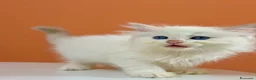 Ragdoll gatti in vendita: cuccioli ragdoll disponibili - Annuncio 5