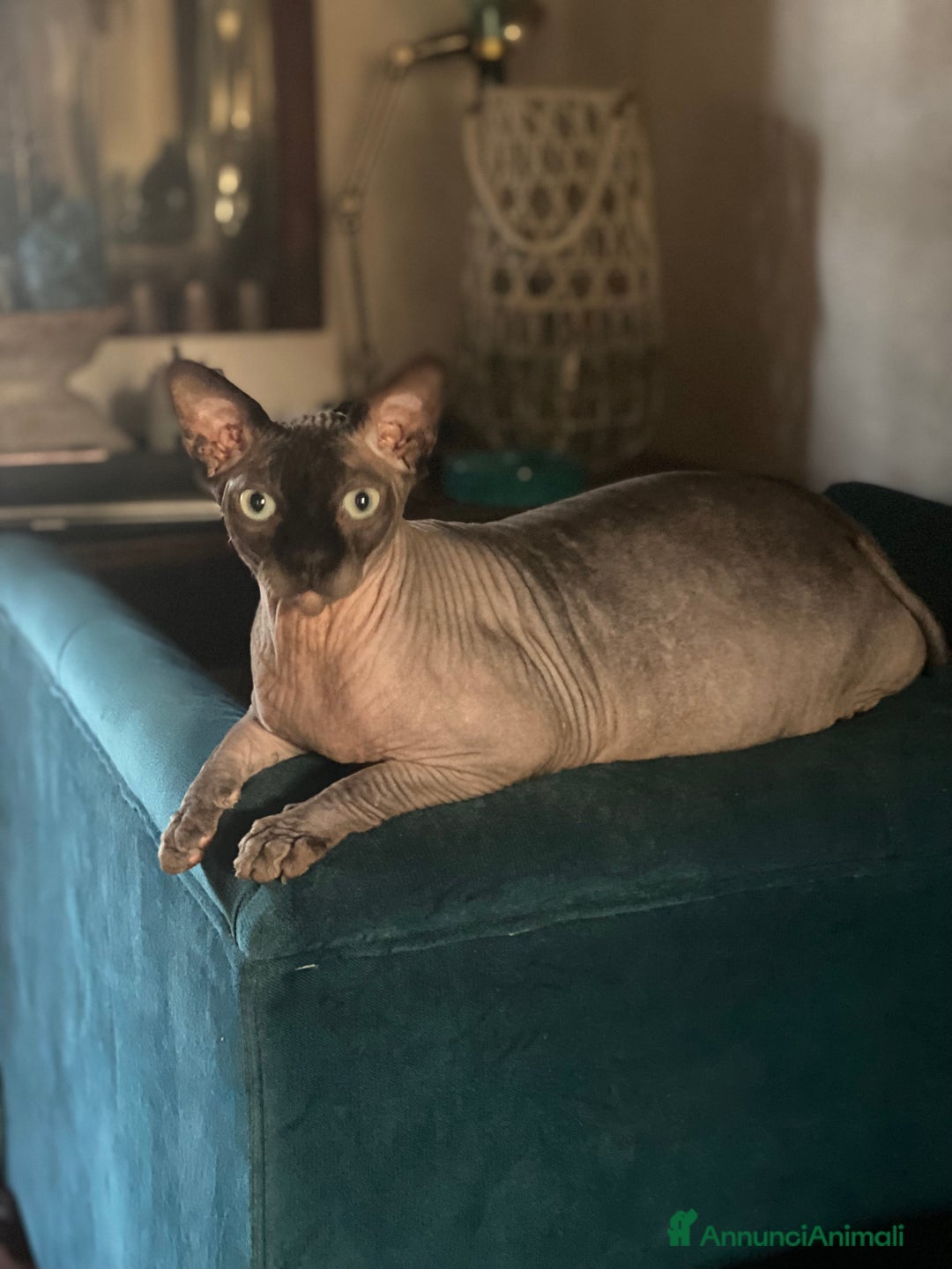 Immagine della galleria {{count}}