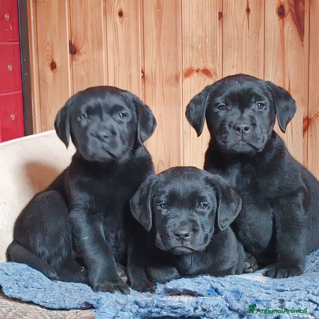 Labrador cani in vendita: cuccioli labrador  - Annuncio 2