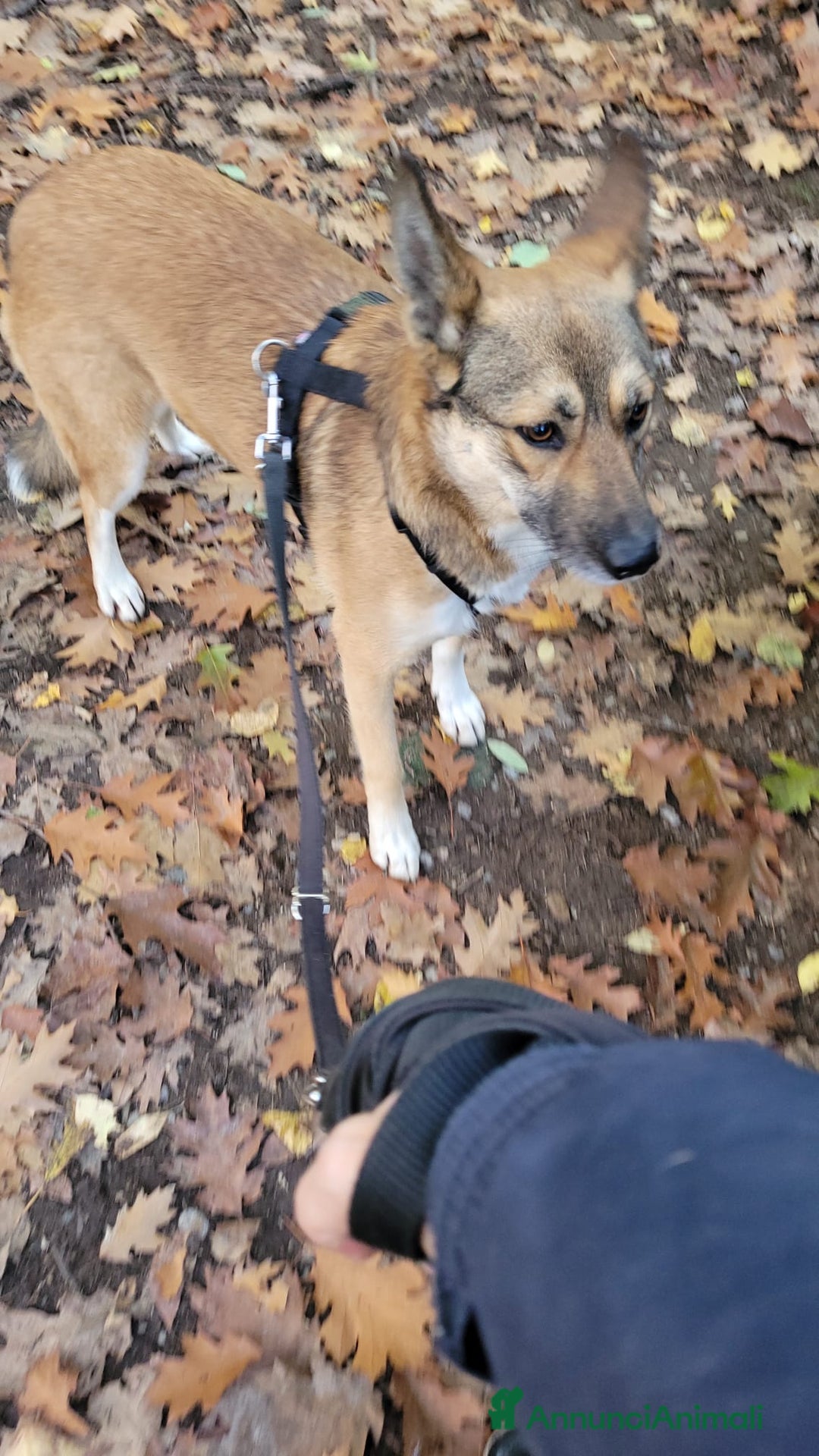 Meticcio cani in regalo: Splendida Lupetta ANAIS a Città metropolitana di Milano - Annuncio 3