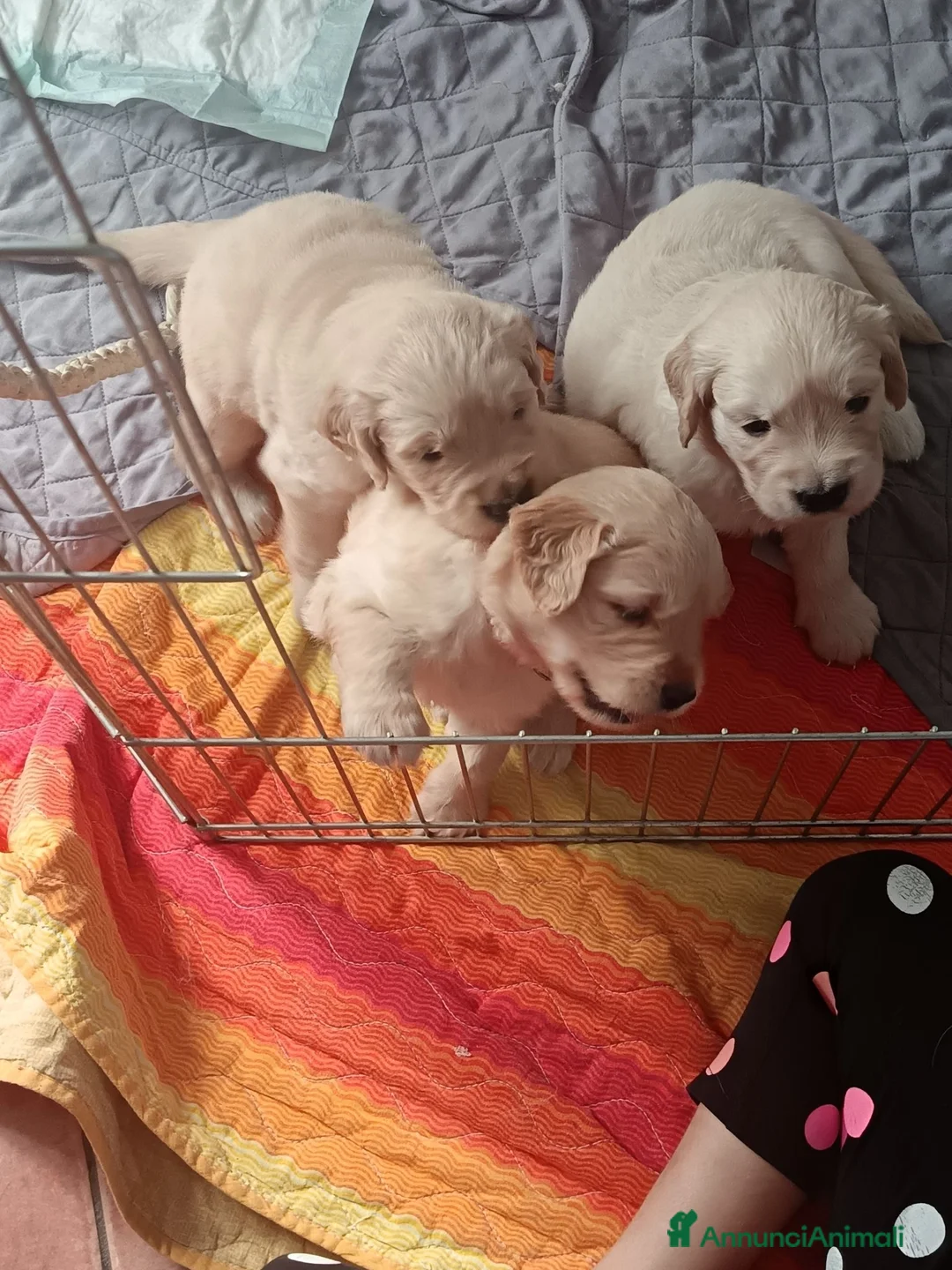 Golden Retriever cani in vendita: Cuccioli golden retriever  - Annuncio 2