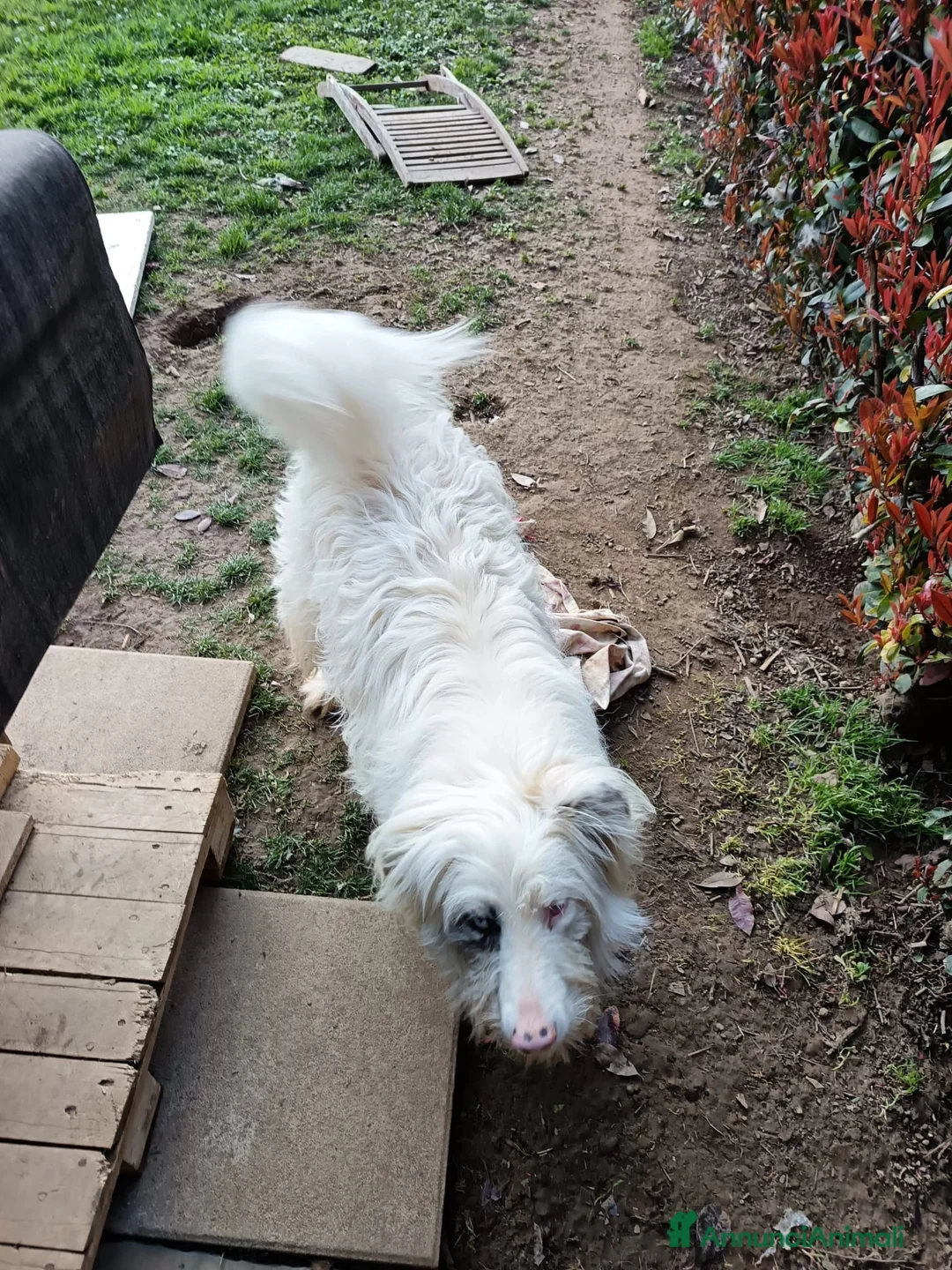 Meticcio cani in regalo: Nuvola - Annuncio 2