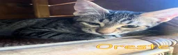 Europeo gatti in regalo: TRE SPLENDIDI FRATELLINI DI DUE MESI - Annuncio 10