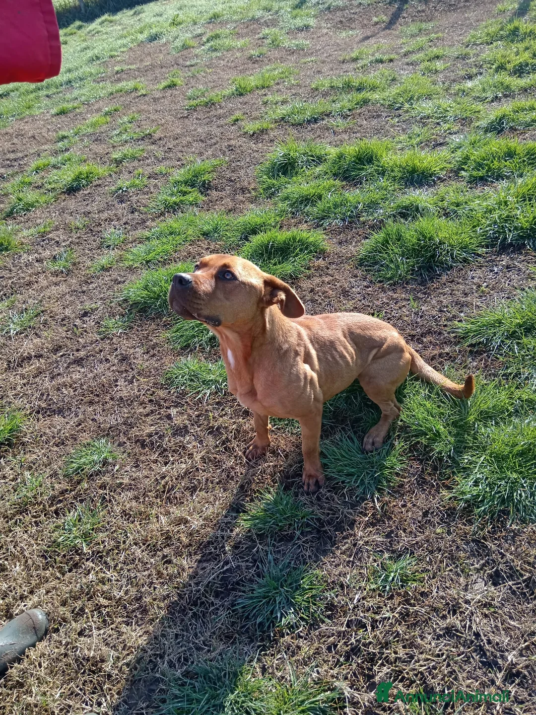 Altre razze cani in regalo: LAYLa, occhi profondi e tristi a Provincia di Latina - Annuncio 13