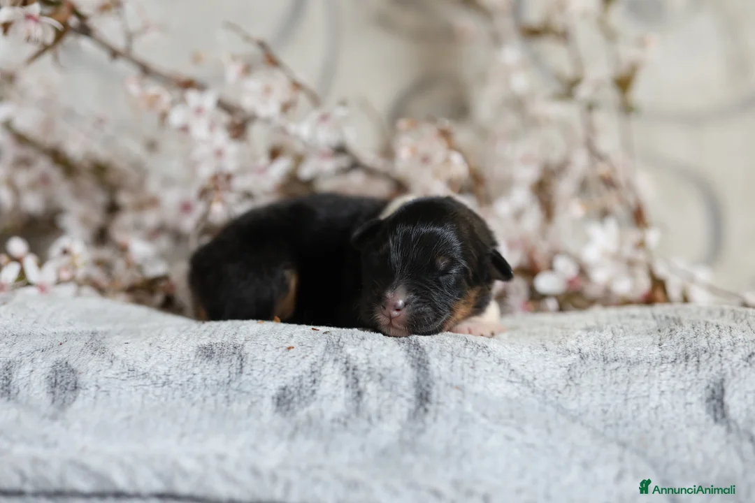 Australian Shepherd cani in vendita: Cuccioli di pastore australiano  - Annuncio 2