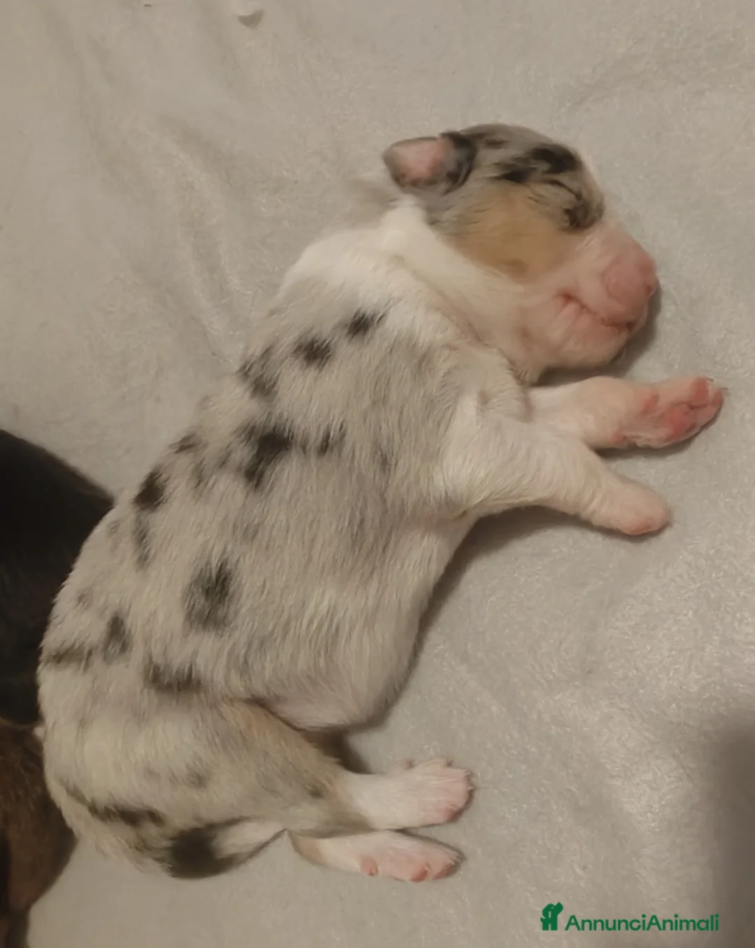 Australian Shepherd cani in vendita: Bellissimi cuccioli Pastore Australiano - Annuncio 2
