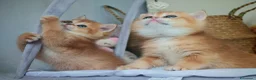 Scottish gatti in vendita: Straordinari Cuccioli Scottish - Annuncio 14