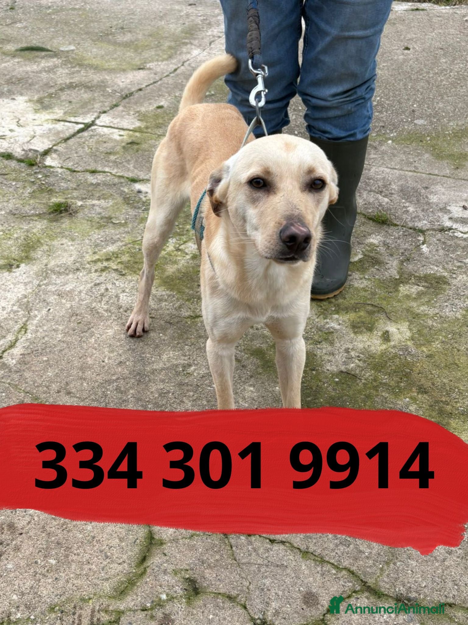 Meticcio cani OLLY 💙 -adozione saltata, cerca casa 😢.Sceglilo! - Annuncio 2