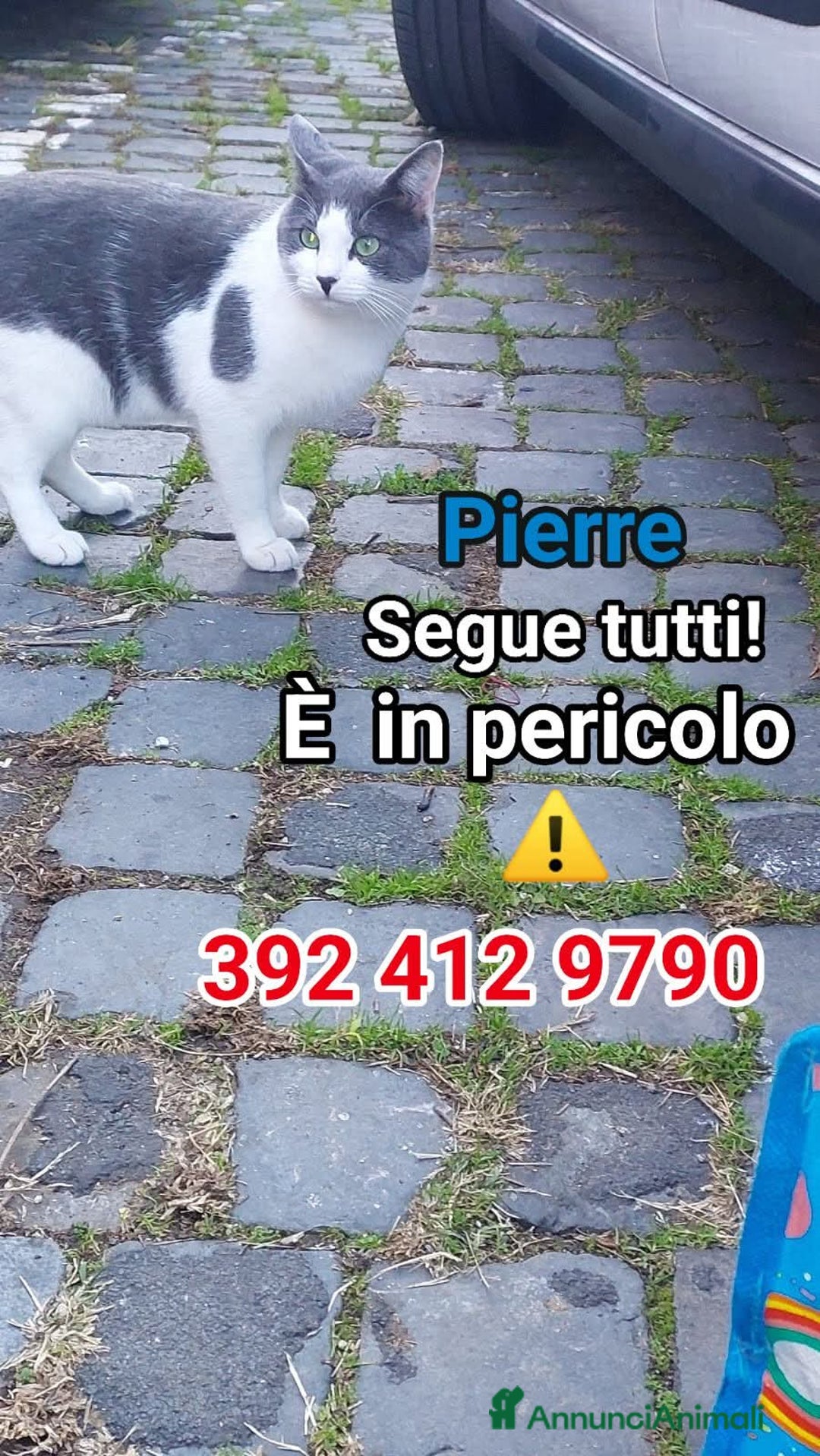 Europeo gatti in regalo: PIERRE - Annuncio 1