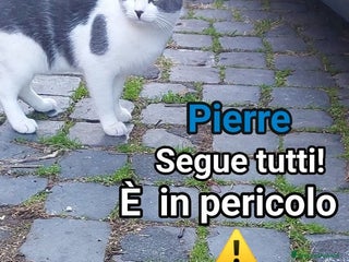 Europeo gatti PIERRE - Annuncio 20