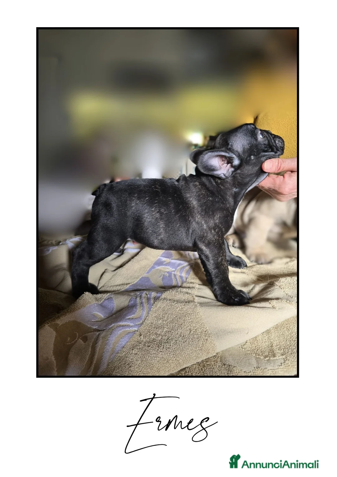 Bulldog Francese cani in vendita: Disponibili cuccioli di Bulldog Francese - Annuncio 4