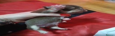 Chihuahua Cucciolo 2