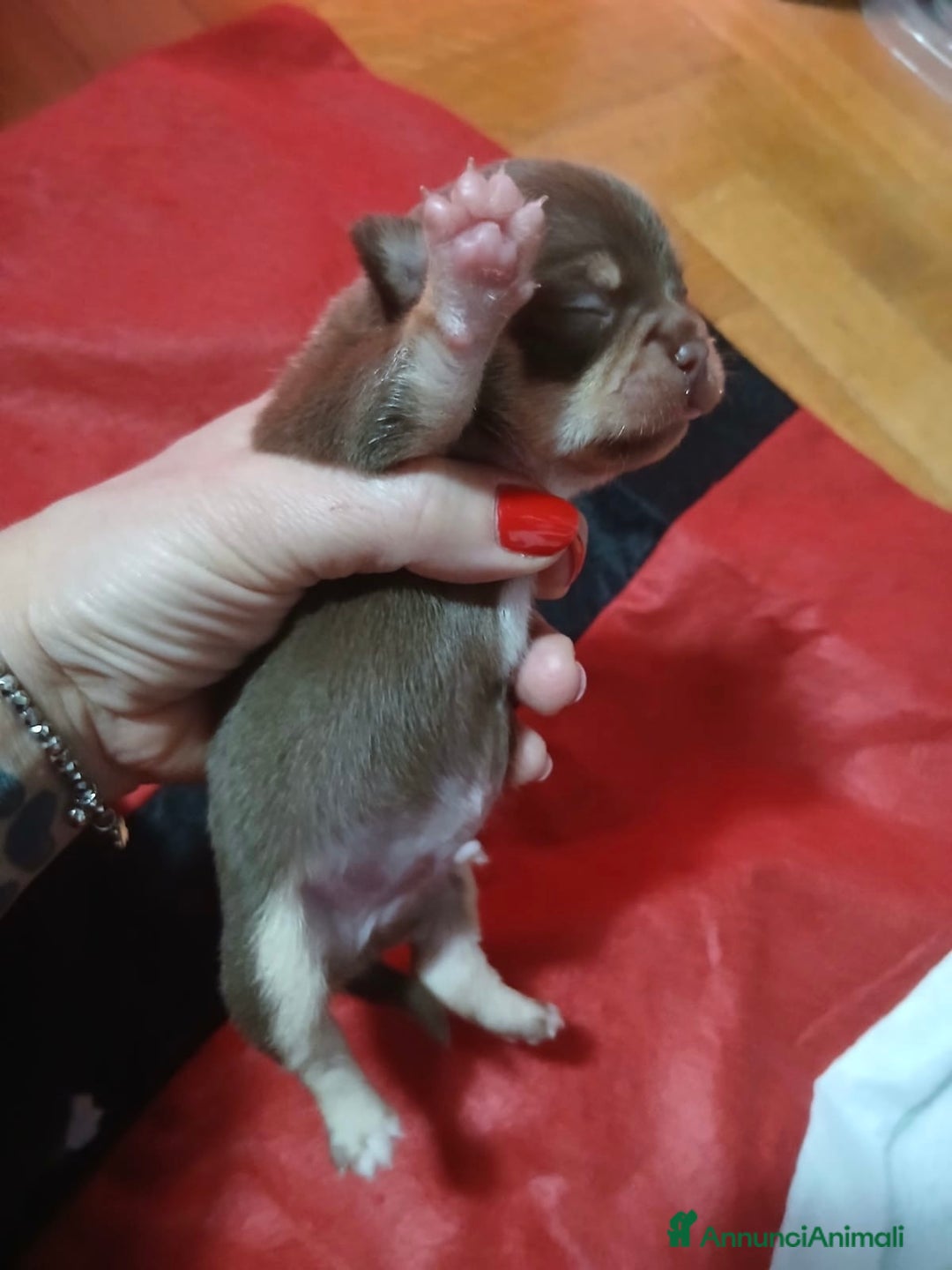 Chihuahua cani in vendita: Chihuahua pedigree Enci  - Annuncio 3