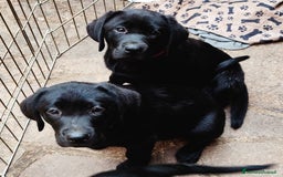 Labrador cani in vendita: Labrador  a Città metropolitana di Roma Capitale - Immagine 26