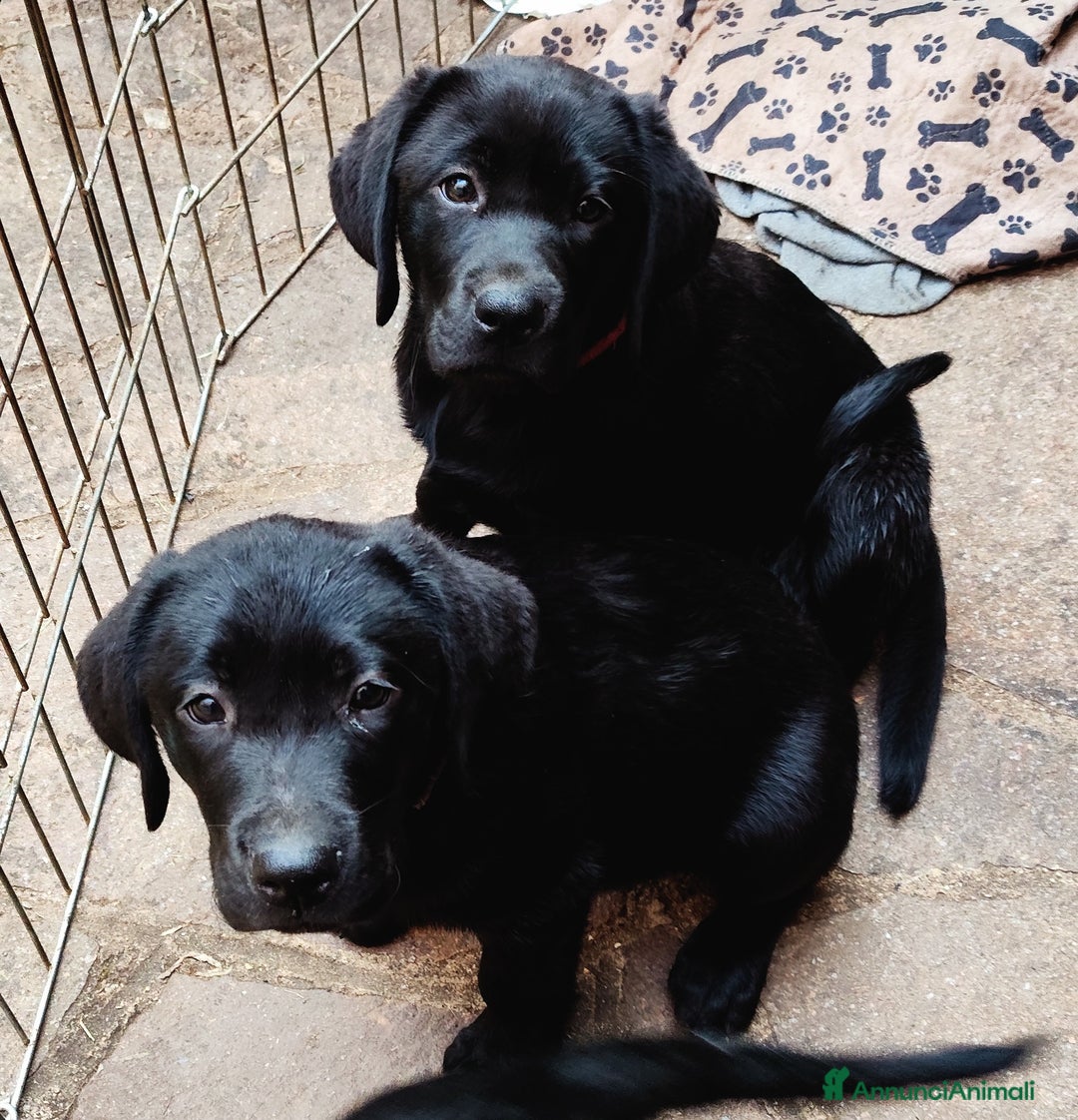 Labrador cani in vendita: Labrador  a Città metropolitana di Roma Capitale - Immagine 26