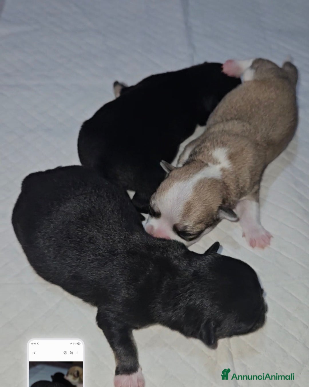 Chihuahua cani in vendita: Chihuahua toy pedigree Enci  - Annuncio 2